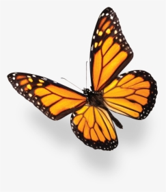 Butterfly Over The Flower, HD Png Download, Transparent PNG