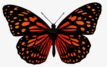 Butterfly, HD Png Download, Transparent PNG