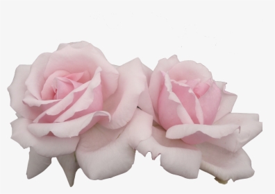 Pink Aesthetic Flowers Png, Transparent Png, Transparent PNG