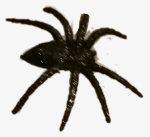 #halloween #spider #spooky #scary - Wolf Spider, HD Png Download, Transparent PNG