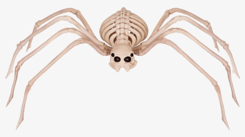 Spider Skeleton, HD Png Download, Transparent PNG