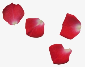 Scrap De Pétalos De Flores - Transparent Rose Leaf Png, Png Download, Transparent PNG