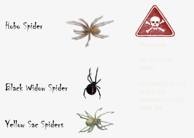 Poisonous Spiders - Spiders Are Not Poisonous, HD Png Download, Transparent PNG