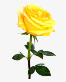 Yellw Rose Png Transparent Images Free Gallery - Yellow Rose No Background, Png Download, Transparent PNG
