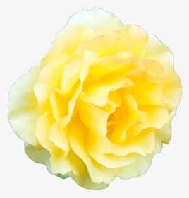 Yellow Flower Transparent Background, HD Png Download, Transparent PNG