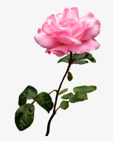 Rose Clipart Clear Background - Pink Rose Transparent Background, HD Png Download, Transparent PNG