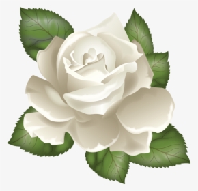 Transparent Rose Leaves Clipart - White Rose Vector Png, Png Download, Transparent PNG