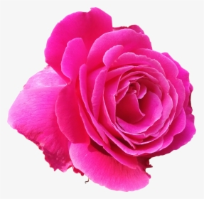 Pink Rose Clipart Invisible Background - Pink Rose Clipart, HD Png Download, Transparent PNG