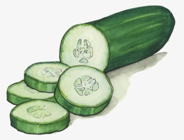 Cucumbers - Transparent Background Cucumbers Clipart, HD Png Download, Transparent PNG