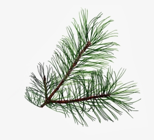 Evergeen Branches Clipart Png Transparent Background - Pine Needles Transparent Background, Png Download, Transparent PNG
