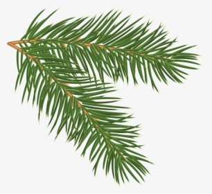Transparent Tree Limb Png - Pine Branch Png, Png Download, Transparent PNG