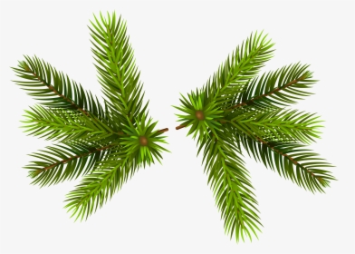 Pine Branches Transparent Png Clip - Christmas Pine Transparent Background, Png Download, Transparent PNG