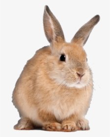 Clip Art Flemish Giant Bunnies - Long Do Rabbits Live, HD Png Download, Transparent PNG