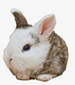 #cute #babybunny #rabbit - Real Rabbit Head, HD Png Download, Transparent PNG
