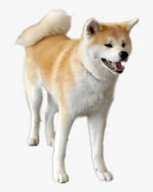 The Dog Contact Corps Ako That I Got Tired Of - Transparent Akita Dog Png, Png Download, Transparent PNG