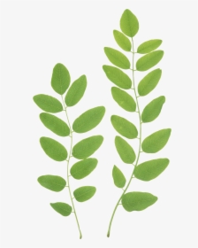 Download Green Leaves Png Clipart - Green Leaves Png, Transparent Png, Transparent PNG