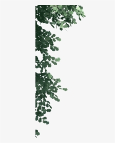 Transparent Pine Leaves Png - Pond Pine, Png Download, Transparent PNG