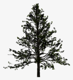 Pine Tree Transparent Background, HD Png Download, Transparent PNG