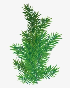 Pine Branch Png Picture Transparent Background - Pine Tree Branch Png, Png Download, Transparent PNG