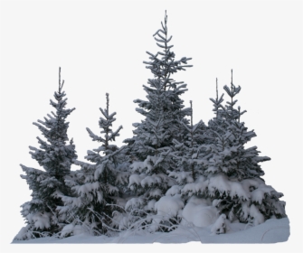 Transparent Winter Snow Png - Transparent Snow Tree Png, Png Download, Transparent PNG