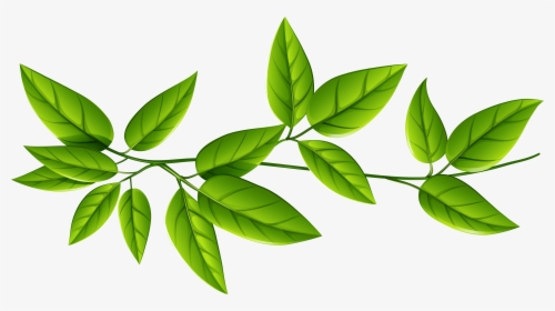 Green Leaves Png Image - Transparent Transparent Background Leaves Png, Png Download, Transparent PNG