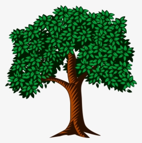 Pine Family,plant,leaf - Tree With Many Leaves Clipart, HD Png Download, Transparent PNG