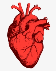 Heart, Png Real - Coração Humano Desenho Png, Transparent Png, Transparent PNG
