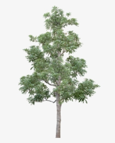 Transparent Tree Limb Png - Tree, Png Download, Transparent PNG