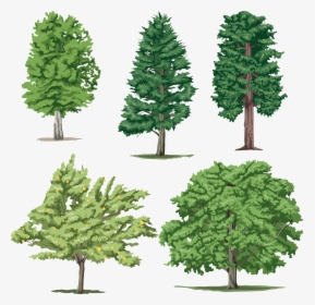 5 Different Trees Png - 5 Pictures Of Different Trees, Transparent Png, Transparent PNG