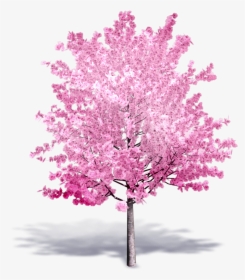 Transparent Cherry Blossom Tree Png - Cherry Blossom Tree 3d, Png Download, Transparent PNG