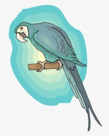 Wings Png Blue Bird Background Picpng Image - Macaw, Transparent Png, Transparent PNG