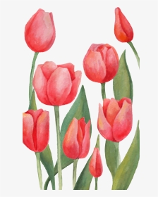 Tulips Watercolor, HD Png Download, Transparent PNG