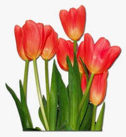 Tulips Flowers, HD Png Download, Transparent PNG