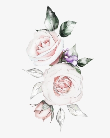 Floribunda, HD Png Download, Transparent PNG