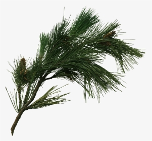 Pine Tree Fir Pinus Pinaster Cone Transprent - Transparent Pine Tree Branch Png, Png Download, Transparent PNG