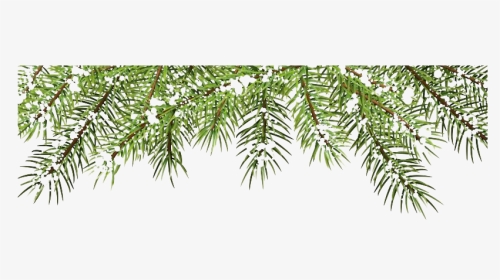 Pine Branch Png Picture - Christmas Tree Branches Png, Transparent Png, Transparent PNG