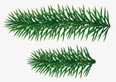 Pine Branches Png - Pine Tree Branches Png, Transparent Png, Transparent PNG
