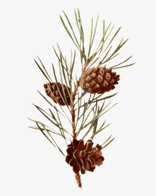 Pine Branches Watercolor Png Vector - Scots Pine Botanical Illustration, Transparent Png, Transparent PNG