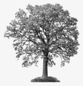 Save Our Ash Trees - Tree With White Background, HD Png Download, Transparent PNG