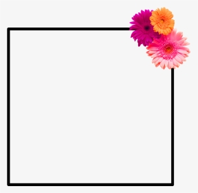 #frame #flower Frame #flower #spring Is Coming #hellospring - Gerbera, HD Png Download, Transparent PNG