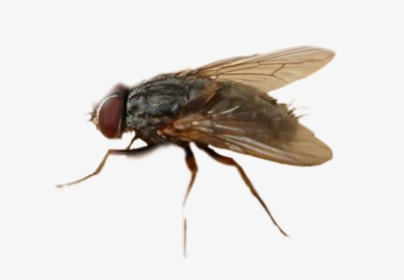 Mosca Freetoedit - House Fly, HD Png Download, Transparent PNG