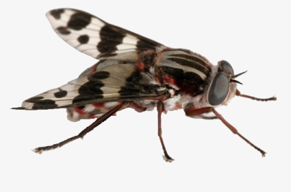 Fly Png Free Download - Flies In Australia, Transparent Png, Transparent PNG