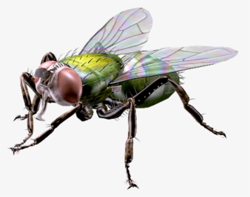 #big #giant #fly #housefly#freetoedit - Giant Fly Png, Transparent Png, Transparent PNG