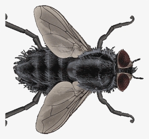 Fly Gif Insect, HD Png Download, Transparent PNG