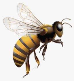 Graphic Free Stock Honey Bee Insect Beehive - Flying Bee Transparent Png, Png Download, Transparent PNG