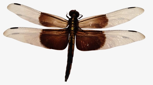 Dragonfly Transparent Insect - Dragonfly Insect Png, Png Download, Transparent PNG