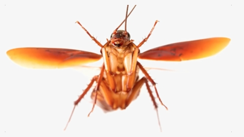 Transparent Cockroach Png - Flying Cockroach, Png Download, Transparent PNG