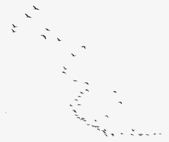#birds #flying #freetoedit - Flock, HD Png Download, Transparent PNG