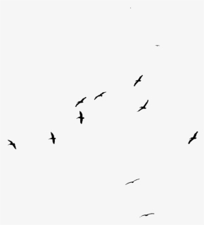 Bird Flock Png - Flock, Transparent Png, Transparent PNG