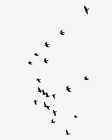 Distant Birds In The Sky, HD Png Download, Transparent PNG